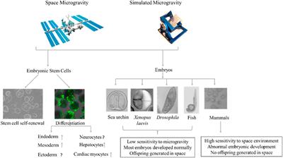 Effects of Microgravity on Early Embryonic Development and Embryonic Stem Cell Differentiation: Phenotypic Characterization and Potential Mechanisms